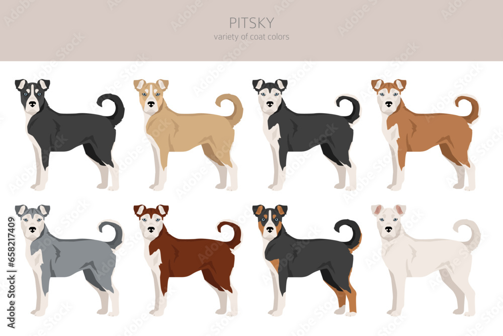 Pitsky clipart. Pit bull terrier Siberian Husky mix. Different coat colors set