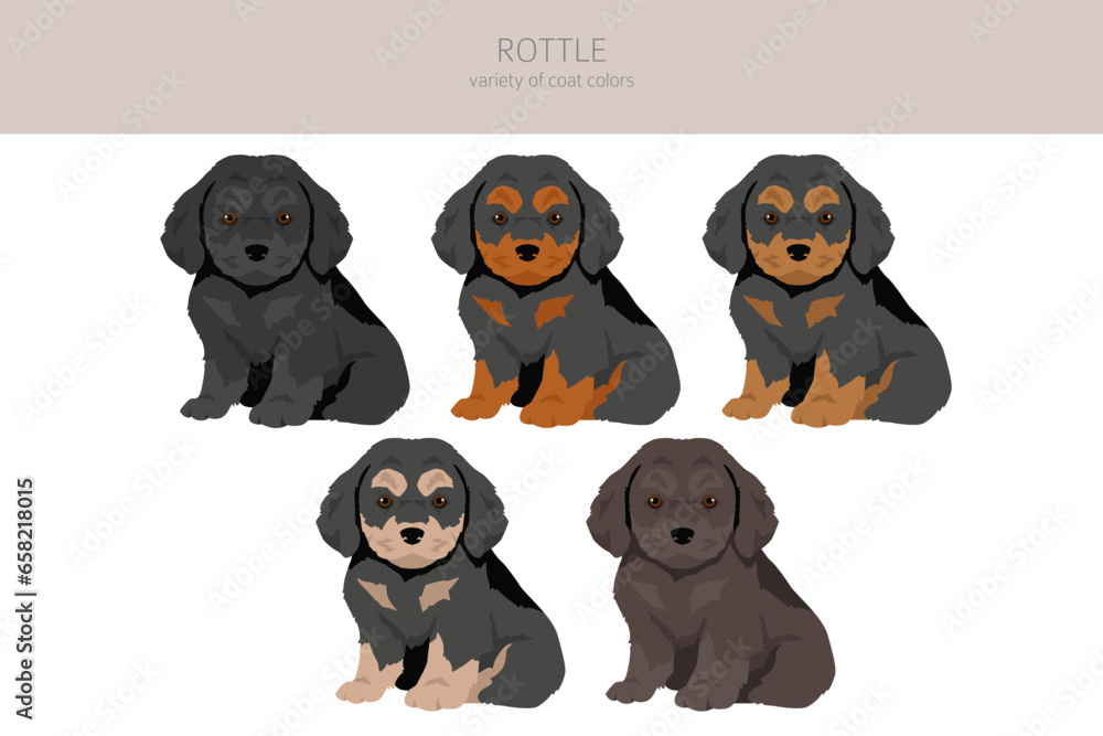 Obraz premium Rottle clipart. Rottweiler Poodle mix. Different coat colors set