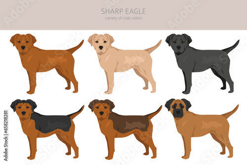 Sharp Eagle clipart. Shar Pei - Beagle mix. Different coat colors set