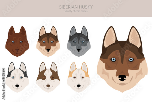 Siberian Husky puppy clipart. All coat colors set.  All dog breeds characteristics infographic
