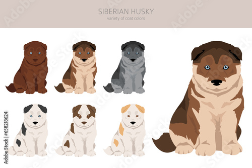 Siberian Husky puppy clipart. All coat colors set.  All dog breeds characteristics infographic