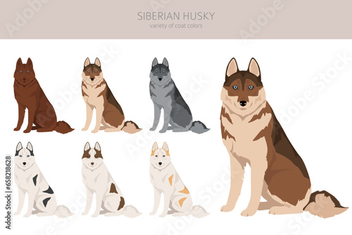 Siberian Husky puppy clipart. All coat colors set.  All dog breeds characteristics infographic