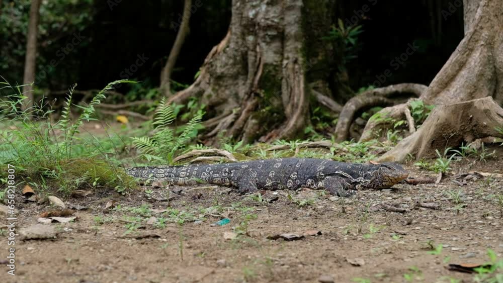 monitor lizard sleep on ground
monitor lizard sleep on ground