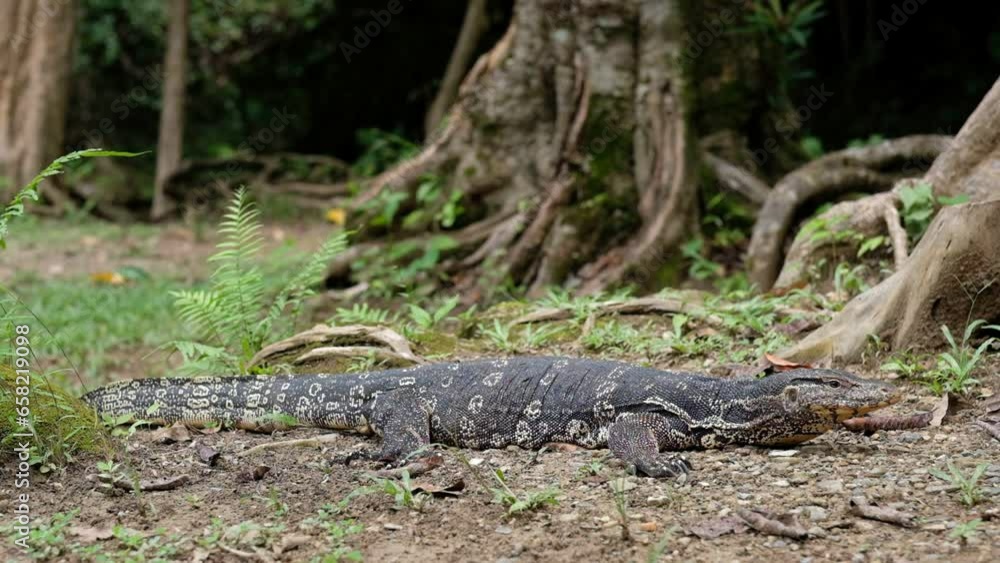 monitor lizard sleep on ground
monitor lizard sleep on ground