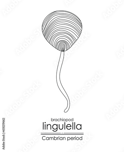 Lingulella phosphatic-shelled brachiopod, a Cambrian period creature, black and white line art illustration. Ideal for both coloring and educational purposes