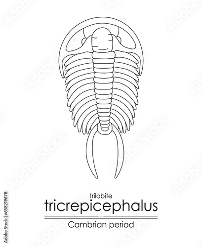 Trilobite Tricrepicephalus, a Cambrian period creature, an extinct marine arthropod, black and white line art illustration. Ideal for both coloring and educational purposes photo