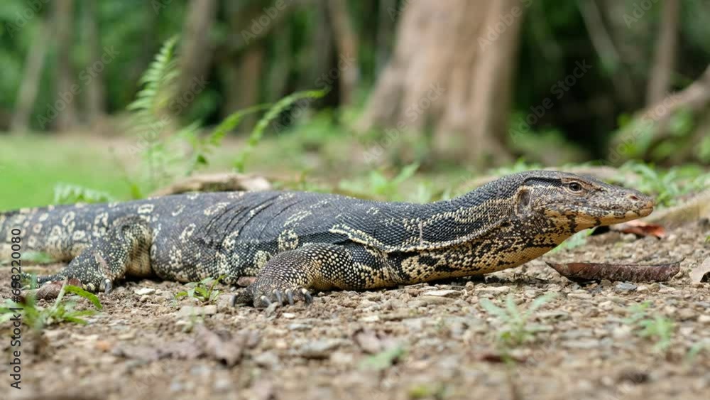 monitor lizard sleep on ground
monitor lizard sleep on ground
