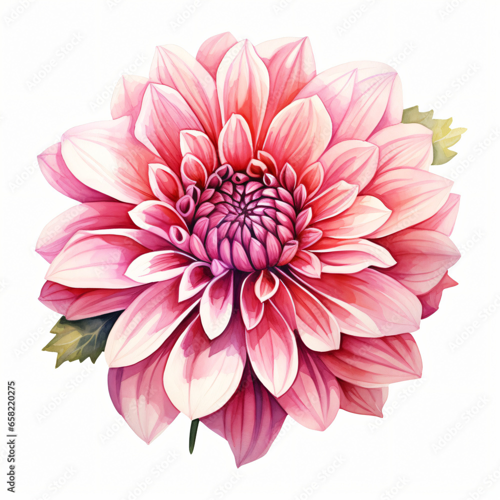 Watercolor Dahlia isolated on white background
