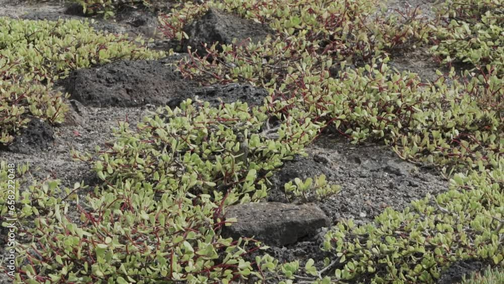 small black darwin finch hopping through the vegetation and feeding on the ground on the Galapagos islands in the pacific ocean. small black darwin finch hopping through the vegetation and feeding on the ground on the Galapagos islands in the pacific ocean.
