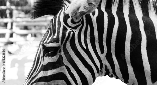 Black and white zebra in the zoo