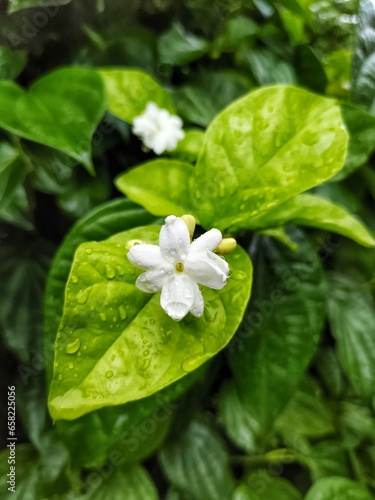 fresh jasmine flowers hit by raindrops