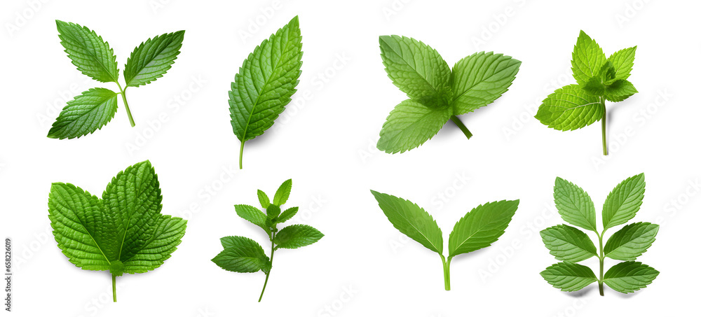 Assortment of aromatic mint leaves, and branches, with various arrangements against a transparent backdrop, ideal for culinary, beverage, herbal tea, or aromatic design elements. Generative AI Assortment of aromatic mint leaves, and branches, with various arrangements against a transparent backdrop, ideal for culinary, beverage, herbal tea, or aromatic design elements. Generative AI