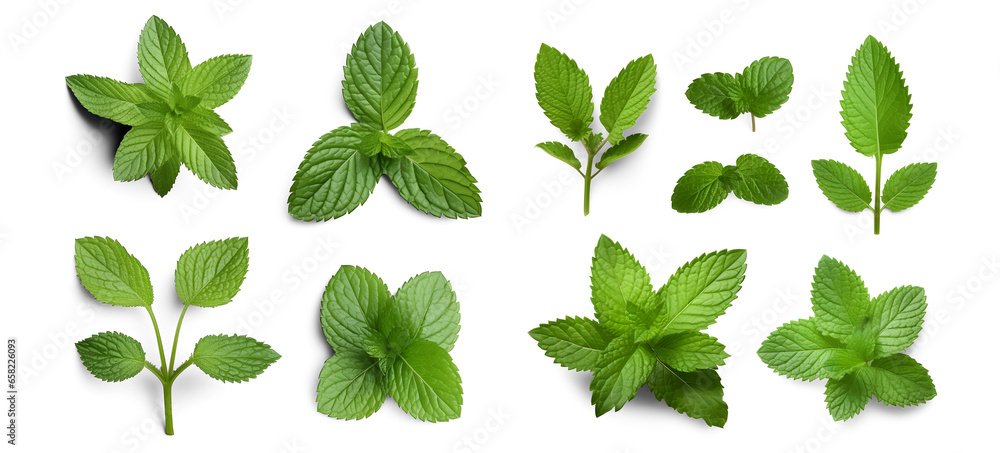 Assortment of aromatic mint leaves, and branches, with various arrangements against a transparent backdrop, ideal for culinary, beverage, herbal tea, or aromatic design elements. Generative AI - obrazy, fototapety, plakaty 