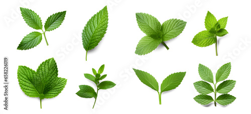 Assortment of aromatic mint leaves, and branches, with various arrangements against a transparent backdrop, ideal for culinary, beverage, herbal tea, or aromatic design elements. Generative AI