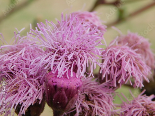 Campuloclinium macrocephalum / Pompón rosado photo