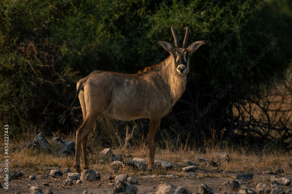 Fototapeta premium Roan antelope stands near bushes watching camera
