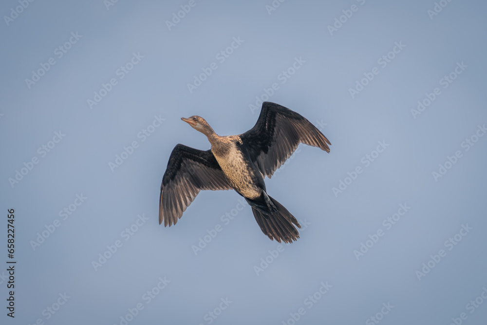Fototapeta premium Reed cormorant glides through perfect blue sky