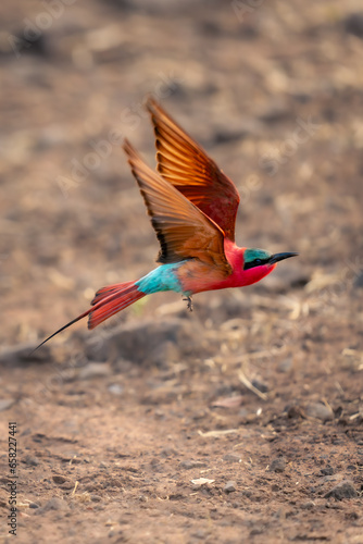 Southern carmine bee-eater crosses sand lifting wings