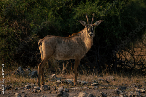 Roan antelope stands near bushes watching camera