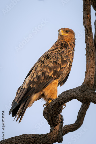 Tawny eagle on twisted branch turns head