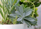 Leaves of different succulents on a blurry background