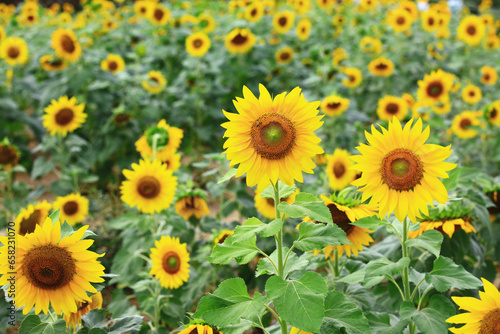 Scenery of yellow Sunflowers blooming in the garden with green leaves 
