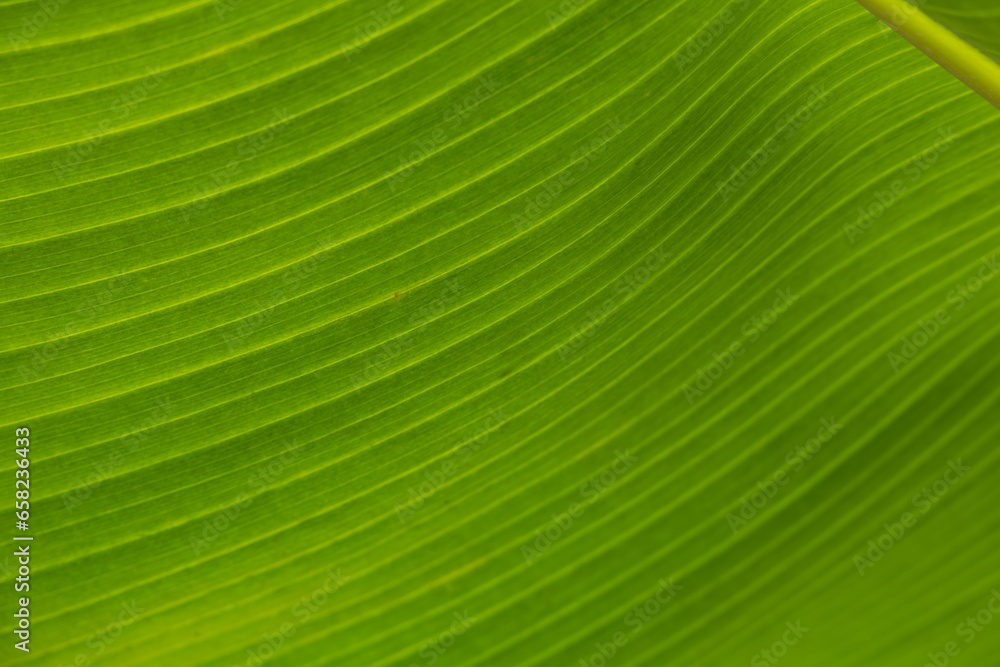 Dwarf Cavendish bananas from the Canary Islands Dwarf Cavendish bananas from the Canary Islands