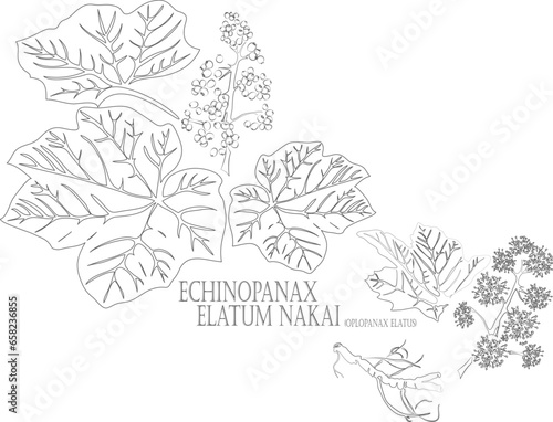 Oplopanax elatus vector contour. Echinopanax elatum Nakai outline. Set of Echinopanax elatum root, berries, flowers, leafs in Line for pharmaceuticals. Contour drawing of medicinal herbs