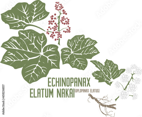 Oplopanax elatus root, berries, flowers in color vector silhouette. Set of Medicinal Echinopanax elatum Nakai plant in color image for pharmaceuticals. Medicinal herbs color drawing