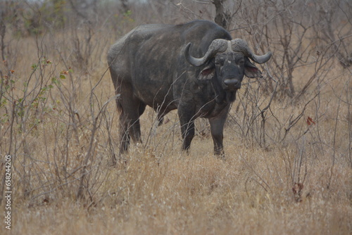 African buffalo staring undistributed at visitors in the Kruger National Park South Africa. photo