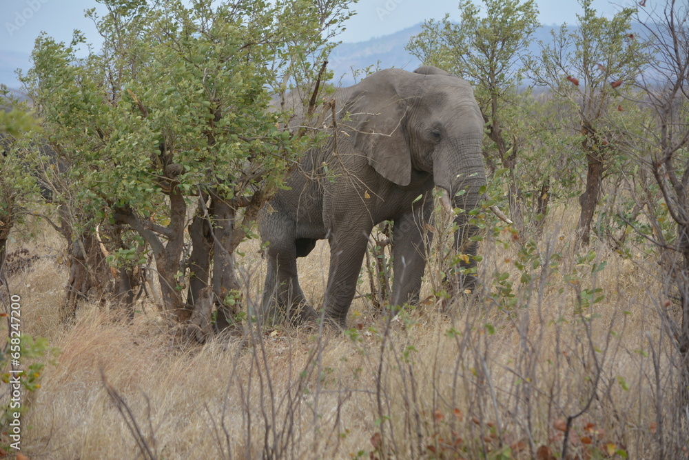 African elephant strolling in the Kruger National Park South Africa. African elephant strolling in the Kruger National Park South Africa.