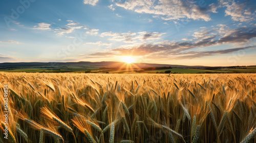champs de blé mûr au soleil couchant photo