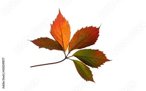 Red fallen leaf of wild grape in autumn, without a background. (ID: 658249877)