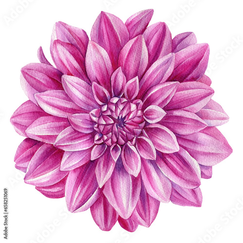Watercolor dahlia flower isolated on white background, watercolor botanical painting, delicate flower