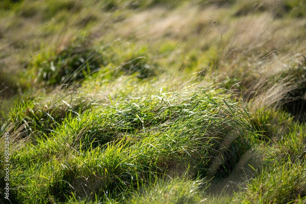 long native grasses on a regenerative agricultural farm. pasture in a grassland in the bush in australia in spring in australia long native grasses on a regenerative agricultural farm. pasture in a grassland in the bush in australia in spring in australia