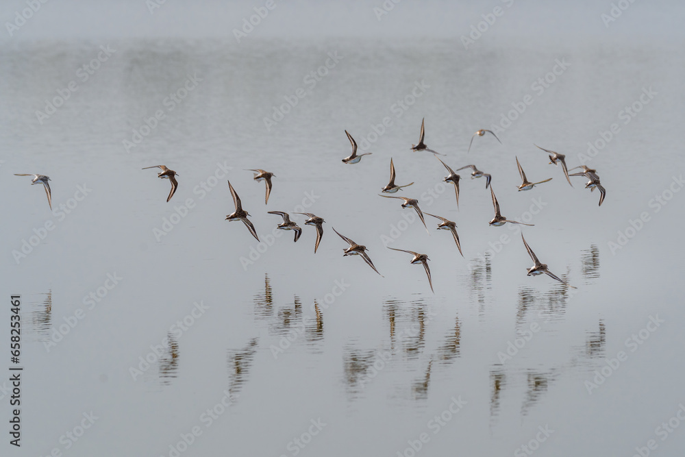 birds in flight above the water