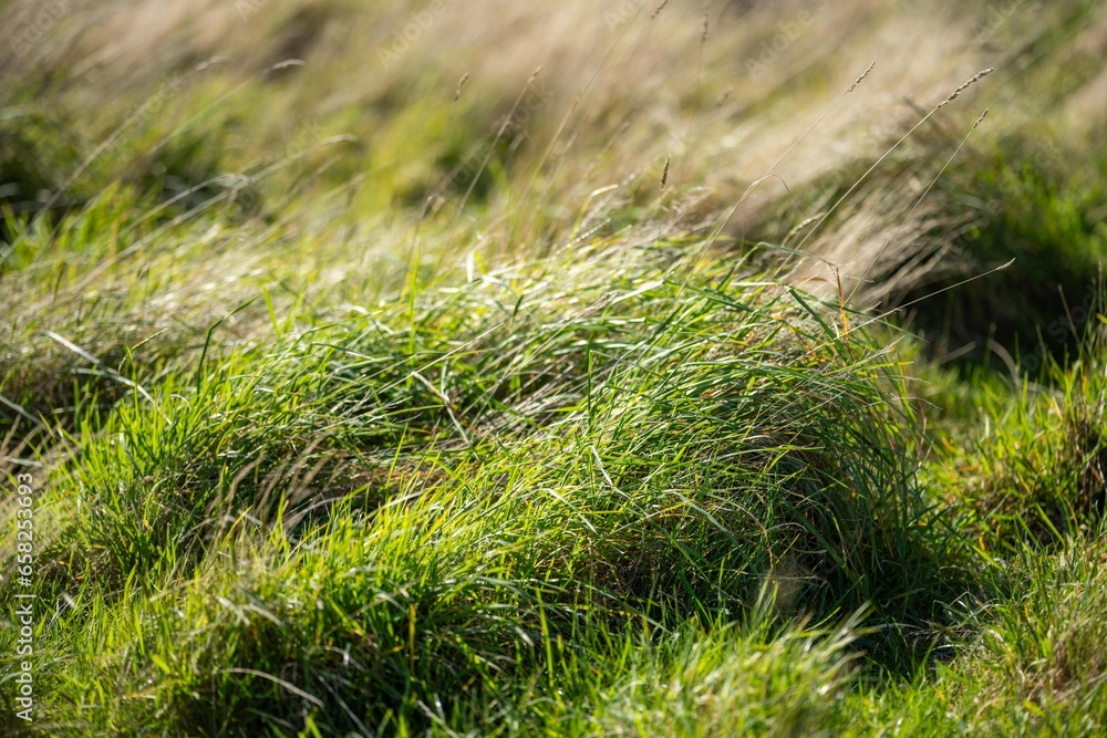 long native grasses on a regenerative agricultural farm. pasture in a grassland in the bush in australia in spring in australia long native grasses on a regenerative agricultural farm. pasture in a grassland in the bush in australia in spring in australia