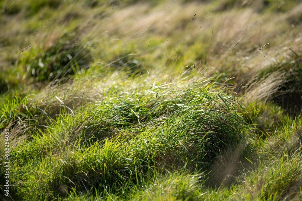 long native grasses on a regenerative agricultural farm. pasture in a grassland in the bush in australia in spring in australia long native grasses on a regenerative agricultural farm. pasture in a grassland in the bush in australia in spring in australia