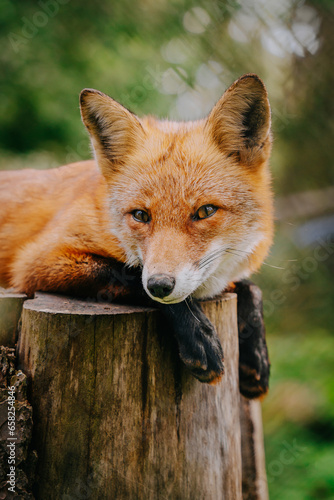 Fotografie Young red fox (vulpes vulpes) relaxing in green forest on a stump, Lyckselle, Sw