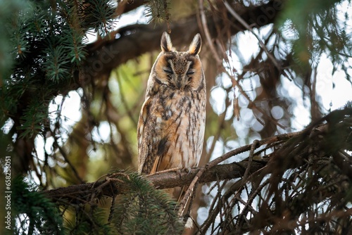 Long-eared owl resting on a pine tree