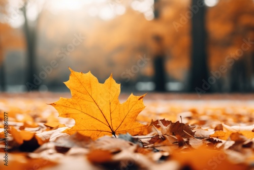 Scattered Autumn Leaves on Ground