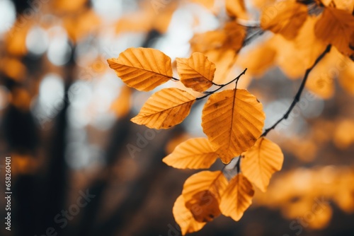 Scattered Autumn Leaves on Ground