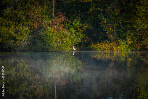 lonely heron fishing in a lake