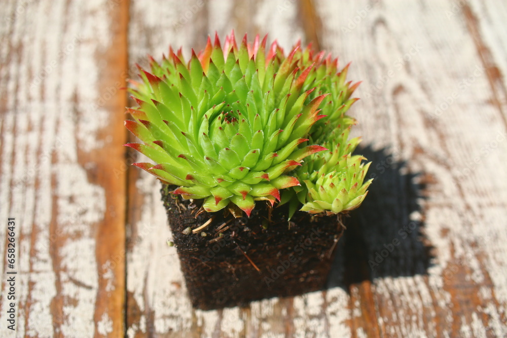 Naklejka premium Rojnik YURIY rojniczek Sempervivum