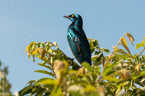 Burchell's Starling, choucador, Choucador de Burchell photo