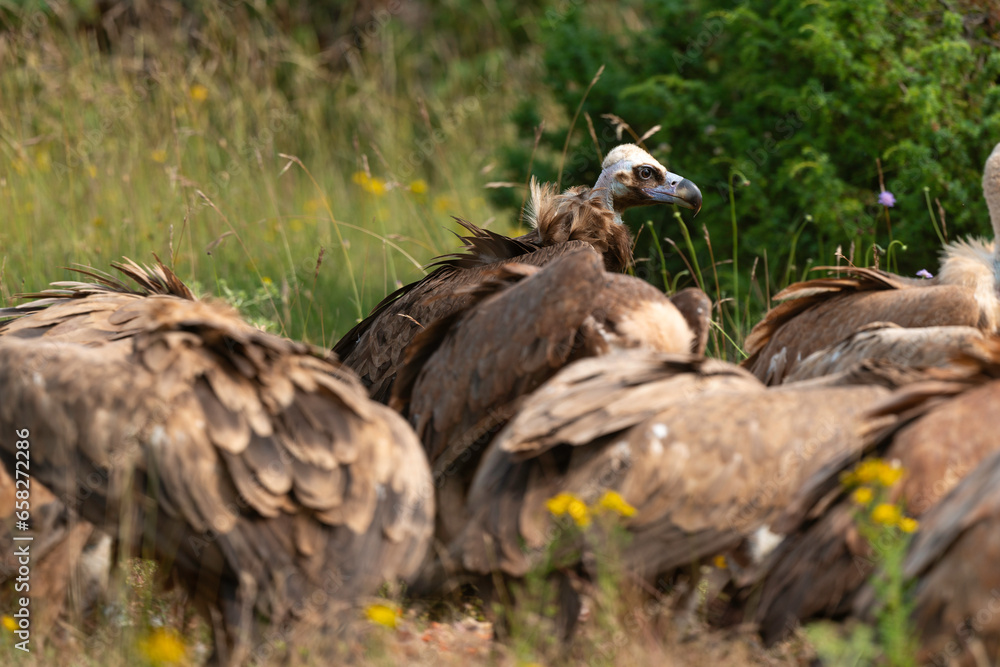 Vautour moine,.Aegypius monachus, Cinereous Vulture Vautour moine,.Aegypius monachus, Cinereous Vulture