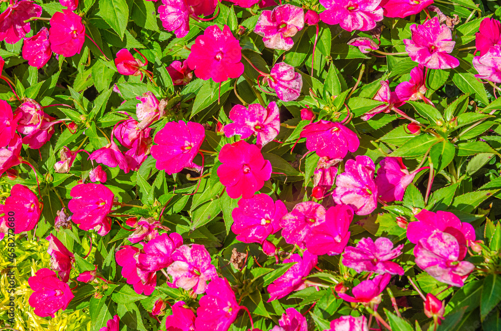 pink flowers pink flowers