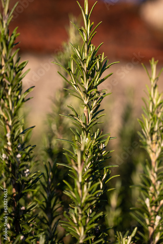 rosemary leaves.Close up of rosemary growing outdoors.Salvia rosmarinus