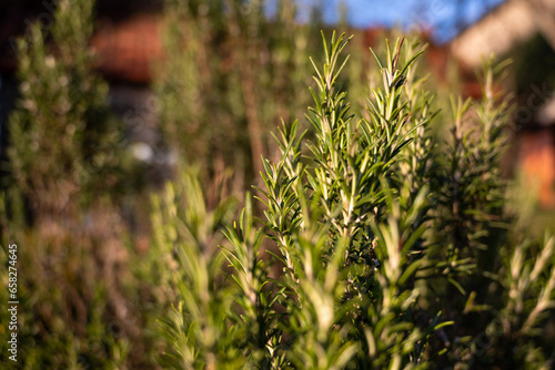 rosemary leaves.Close up of rosemary growing outdoors.Salvia rosmarinus