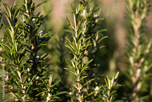 rosemary leaves.Close up of rosemary growing outdoors.Salvia rosmarinus